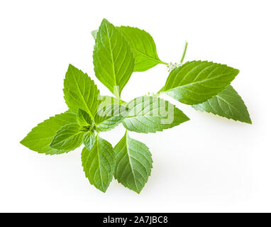 Fresh mint leaves isolated on white background Stock Photo