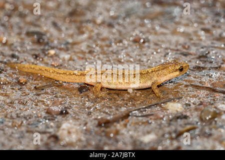 Palmate Newt - Lissotriton helveticus  on very wet highland trail Stock Photo