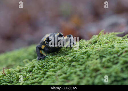 Look at my teeth, portrait of Fire salamander (Salamandra salamandra) Stock Photo
