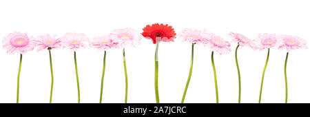 dahlias in a row, isolated in front of a white background