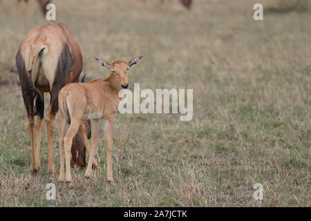 Topi calf and its mom in the african savannah. Stock Photo