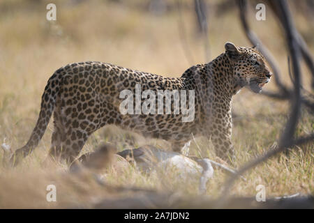 Female leopard with fresh impala kill in Moremi NP (khwai), Botswana Stock Photo