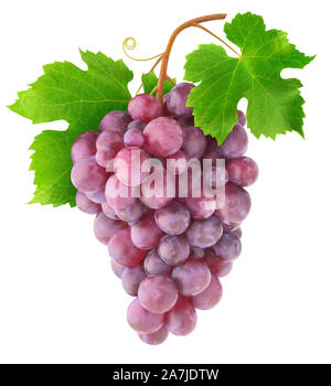 Isolated red grapes. Branch of vine with grapes, leaves and tendrils isolated on white background with clipping path Stock Photo