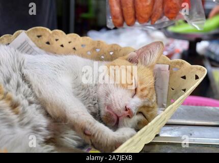 Animal and Pet, Young White and Orange Ginger Cat Sleeping in A Plastic Basket. Stock Photo
