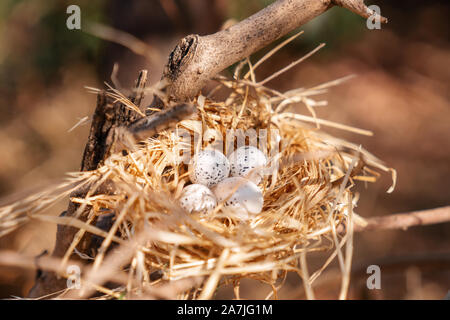 Bird nest with eggs on a tree, in the beautiful nature. Stock Photo