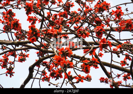 Bombax ceiba flowers blooming in the trees at dusk. Stock Photo