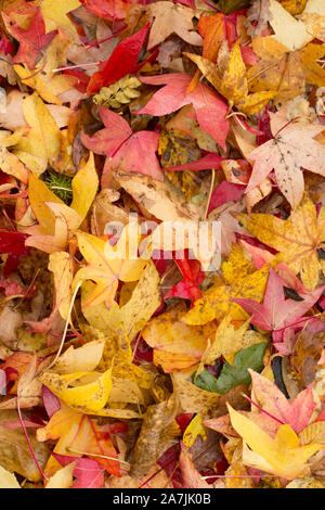 Leaves on the pavement that have fallen in Autumn after strong winds and heavy rains. Dorset England UK GB Stock Photo