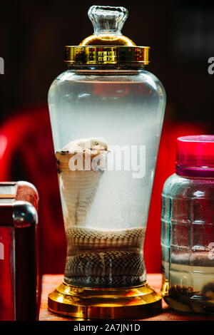 Tourists try Snake Wine on the small island Cat Ba in Ha Long Bay. The snake is dead in a jar next to other medicines such as scorpions and bugs Stock Photo