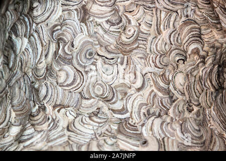 Vespirary or wasp nest background, closeup from a grey and brown nature texture Stock Photo