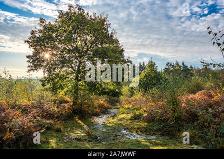 Sunrise over managed heathland in Monmouthshire, South Wales. Stock Photo