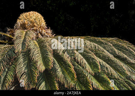 closeup of a section of a sago palm with the female reproductive structure (flower) on top of an old plant on a very dark green background Stock Photo