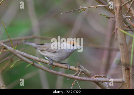 Detailed side close up of wild female UK blackcap bird (Sylvia atricapilla) isolated in natural woodland habitat, perching on tree branch in winter. Stock Photo