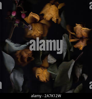 A bouquet of dying roses Stock Photo - Alamy