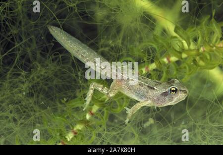 Common frog (Rana temporaria) almost a young frog (1 cm length) with four legs - the tadpole will still lose its tail to become frog - Underwater view Stock Photo