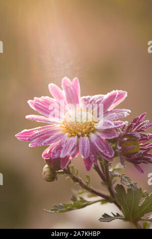First frost, ice on flowers in late autumn. Hoarfrost on pink chrysanthemum. Stock Photo