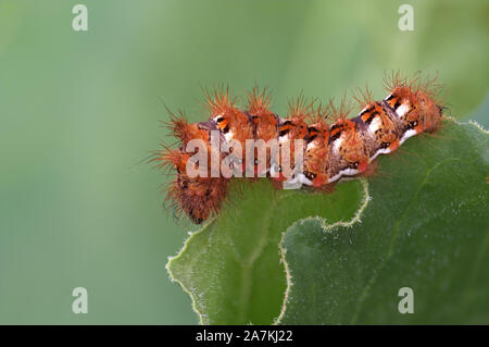 Acronicta rumicis caterpillar aka Knot Grass moth larva. Eating rhubarb leaves. Macro closeup.