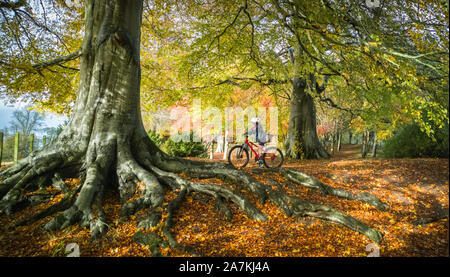 Lauder, Scottish Borders, UK. 3rd November 2019. Taking a break during a bike ride ,Oscar Wilkinson stops to look at the autumnal colours of the trees in the woodlands near Thirlestane Castle in Lauder, Scottish Borders. Credit: phil wilkinson/Alamy Live News Stock Photo