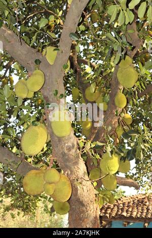 A lot of fresh jackfruit hangs on a jackfruit tree in the garden. Stock Photo