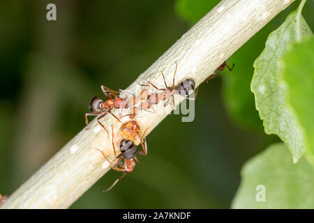Ants taking care of aphids on a tree branch Stock Photo