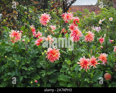 Dahlia 'Labyrinth' with the Grape vine arches, rose foliage at Chenies Manor Garden in the long plant border in late Summer. Stock Photo