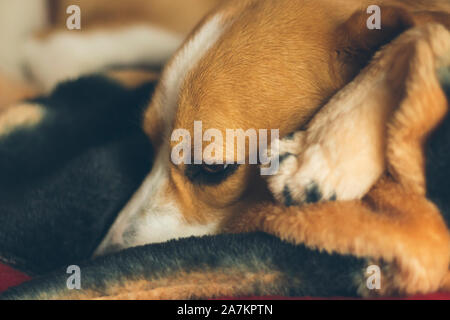 Portrait of tricolor Beagle lying and relaxing on his stuffed toy while at home Stock Photo