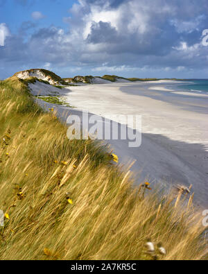 Marram grass and sand dunes, Tres Ness beach beside the Bay of Newark, Sanday, Orkney, Scotland Stock Photo