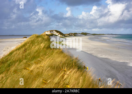 Marram grass and sand dunes, Tres Ness beach beside the Bay of Newark, Sanday, Orkney, Scotland Stock Photo