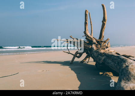 Dry tree, the root lies on the shore of a sandy empty beach, empty beach, small waves, blue sky, background Stock Photo