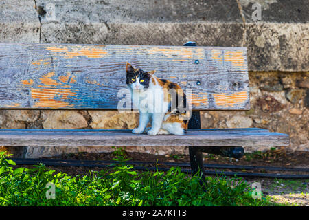 Greek calico cat sitting on a bench Stock Photo