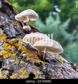 Porcelain Fungus (Oudemansiella mucida) growing on dead tree trunk, Black Isle, Highland, Scotland Stock Photo