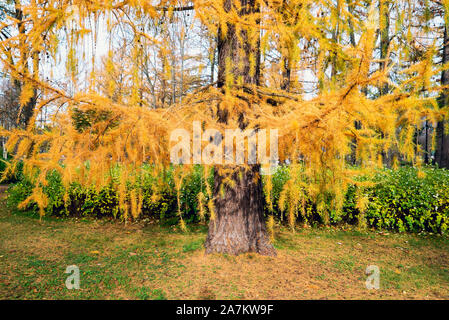 Golden autumn, bright yellow branches of larch . Saint Petersburg Stock Photo