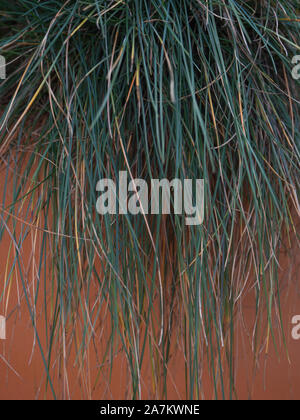 Festuca foliage climbing on an orange concrete planters Stock Photo