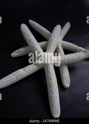 Two dried starfish on dark background Stock Photo