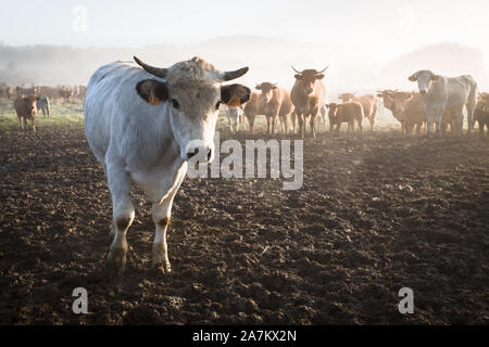 Inquisitive cattle in the French department of The Aude Stock Photo