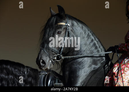 Black friesian saddle horse portrait against dark stable barn Stock Photo