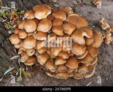 Cracow. Krakow. Poland. The colony of honey fungus (Armillaria mellea) on the stump of the tree. Stock Photo