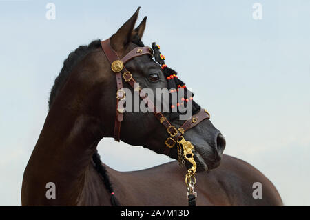Andalusian saddle horse portrait against sky  background Stock Photo
