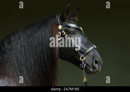 Bay andalusian saddle horse portrait against dark stable barn Stock Photo