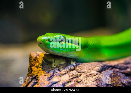 red tailed green snake ratsnake with its face in closeup, tropical reptile specie from Asia Stock Photo