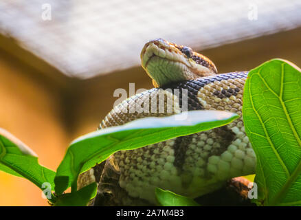 closeup of a royal python laying in a tree, tropical constrictor snake from Africa Stock Photo