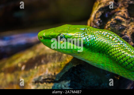 closeup of the face of a red tailed green ratsnake, tropical reptile specie from Asia Stock Photo