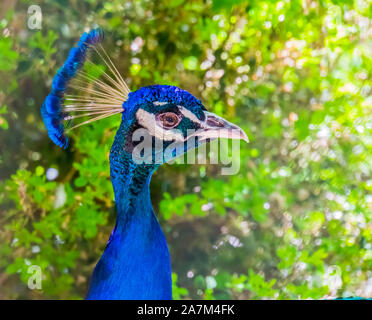 closeup of the face of a blue peafowl, colorful Indian peacock, popular ornamental bird specie Stock Photo