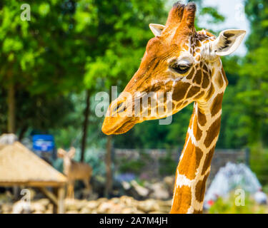 closeup of the face of a reticulated giraffe, popular zoo animal, Endangered specie from Africa Stock Photo