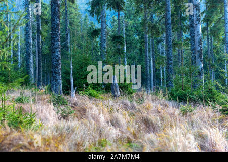 Pine forest in autumn with dry grass on the mountain slope in a nature reserve Stock Photo