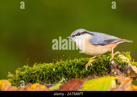European nuthatch foraging near a garden pool in mid Wales in autumn Stock Photo
