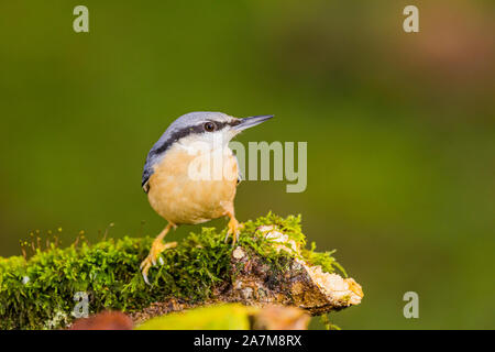 European nuthatch foraging near a garden pool in mid Wales in autumn Stock Photo