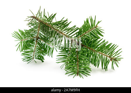 Christmas tree branch isolated on a white background. Natural spruce twig design element Stock Photo