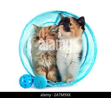 two kitten in front of white background Stock Photo