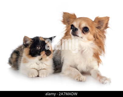 exotic shorthair and chihuahua in front of white background Stock Photo