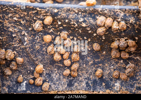 Snails during feeding in private snail farm in Czech Republic Stock Photo